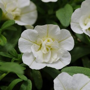 CALI MINIF NEO DOUBLE WHITE 50