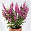 ANGELONIA ALONIA BIG DARK PINK 50