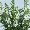 ANGELONIA ALONIA BIG SNOW 50