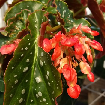 BEGONIA  ANGEL WING 48