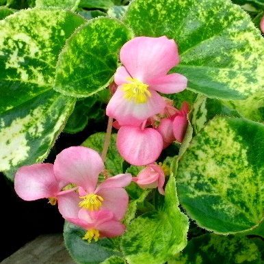 BEGONIA CHARM 48