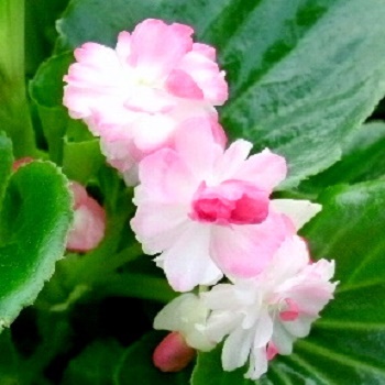 BEGONIA DOUBLE APPLEBLOSSOM 48