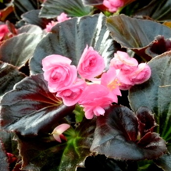 BEGONIA DOUBLE PINK 48