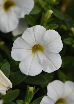 CALI MINIF NEO WHITE 50