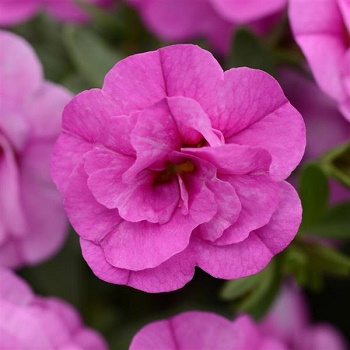 CALI MINIF NEO DOUBLE PINK 50