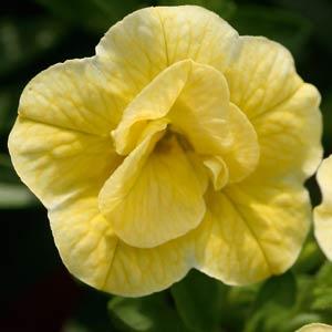 CALI MINIF NEO DOUBLE LEMON 50