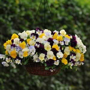 PANSY COOL WAVE MIX 250