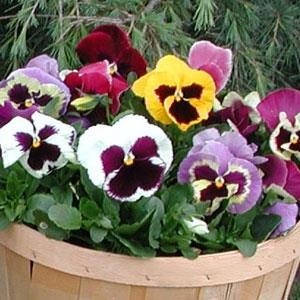 PANSY M G BLOTCH MIX 250