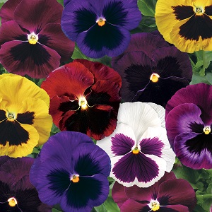 PANSY COLOSSUS BLOTCH MIX 250