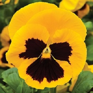 PANSY COLOSSUS YELLOW BLOTCH 250