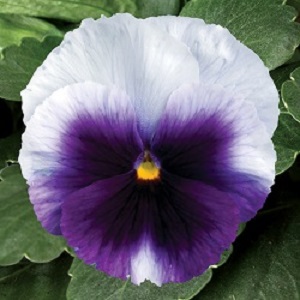 PANSY DELTA BEACONSFIELD 250