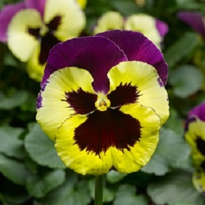 PANSY DELTA YELLOW W/PURPLE WING 250